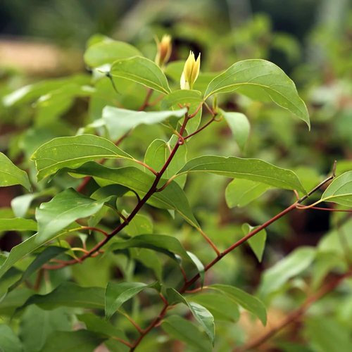 Aromatics International Premium Organic Ravintsara Essential Oil 18ml | 100% Pure Essential Oil for Diffusion & Aromatherapy