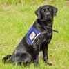 Complete Service Dog Vest with Exclusive Patch, ID Badge and Zipper Pocket (35" - 39" Girth (L), Blue) - Includes a complimentary 5 Pack of Service Dog Law Cards