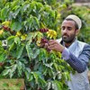 Whole Bean Coffee By Al-Aqeeq | Authentic Yemeni Coffee | Freshly Roasted Coffee| Coffee From Around The World| Arabica Coffee Beans| Whole Bean Specialty Coffee| Medium Roasted