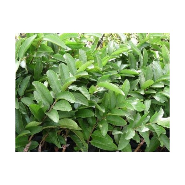 1 LB (16 oz) Fresh Guava leaves, Grown in Southern California with No Pesticides or Fumigants, Freshly Picked by Order