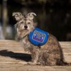 "Hearing Dog - Full Access" Sew On Patch - Includes Five Service Dog Law Handout Cards – for Service Dog Vest or Harness