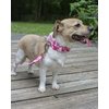 Country Brook Petz - Pink Hawaiian Martingale Dog Collar and Leash - Hawaiian Collection with 7 Tropical Designs (5/8 Inch, Small)