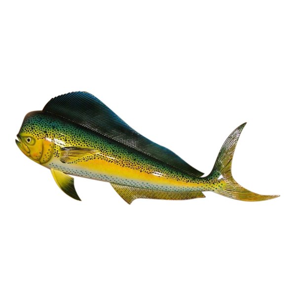 Replica Mahi 28" Salt Water Fishing Wall Decor