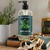 Caldrea Hand Wash Soap, Aloe Vera Gel, Olive Oil and Essential Oils to Cleanse and Condition, Juniper Laurel Mint Scent, 10.8 oz