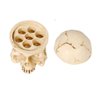 Tattoo Ink Cup Holder,New Star Tattoo 7 Holes Hard Skull Resin Tattoo Ink Cap Cup Holder Stand For Tattoo Supplies Permanent Makeup Tattoo Kit Tattoo Accessory