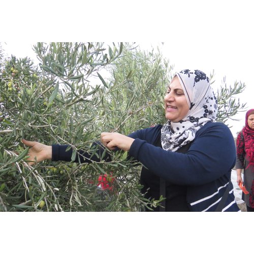 SINDYANNA OF GALILEE Organic Extra Virgin Olive Oil, Cold Pressed Mediterranean Olive Oil – Fair Trade, Non GMO, Kosher, 16.9oz