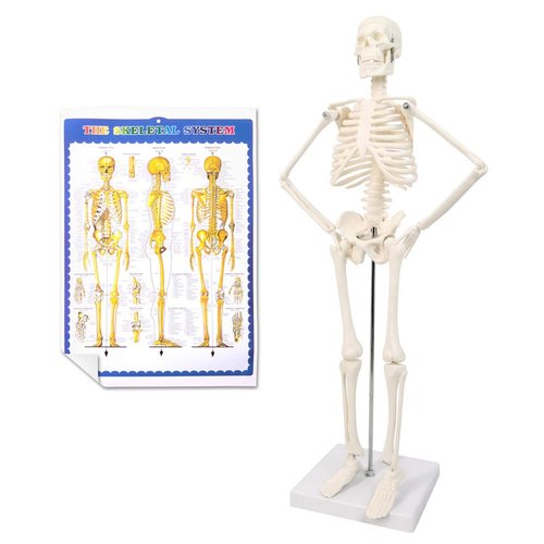 2024 Newest Design Human Skeleton Model for Anatomy,17.7“ High Scientific Anatomy Human Body Model,with Movable Arms and Legs Bones Structures,Whole Spine and Ribs of The Skeleton Model are Integrated