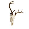Veradura - European Skull Wall Mount Bracket Hanger for Deer Mule Antelope Coyote and Small Game Animals - Complete with Simple & Easy Installation Kit - Suitable for Indoors or Outdoor use