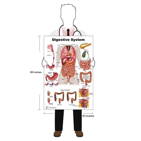 Blue Tree Publishing Anatomy of the Digestive System and Colon Model set (24 x 36)