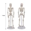 Ultrassist Mini Human Skeleton Model, Portable 20cm Skeleton Bone Model with Stretchable Jaw, Great Teaching Tool for Physiological Education and Human Skeletal System Study