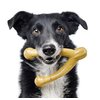 Pet Qwerks Wishbone BarkBone - Nylon Chew Toy for Aggressive Chewers - Peanut Butter Flavor - 6.75"