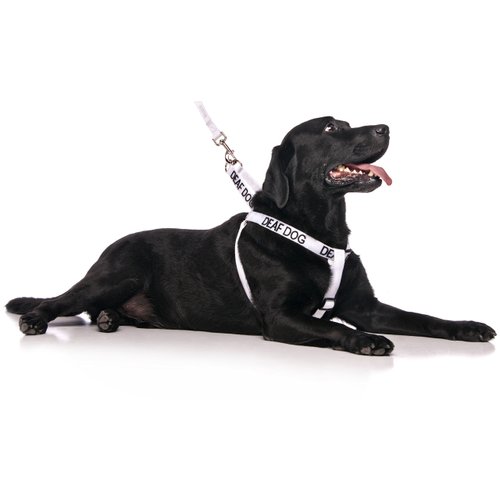 Deaf Dog White Color Coded L-XL Non Pull Dog Harness Prevents Accidents by Warning Others of Your Dog in Advance
