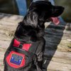 "Hearing Dog - Full Access" Sew On Patch - Includes Five Service Dog Law Handout Cards – for Service Dog Vest or Harness