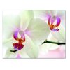 Small World Greetings Orchid Flower Note Cards 24 Count - Blank Inside with White Envelopes - A2 Size 5.5" x 4.25" - Floral Stationery - All Occasion Birthday, Thank You, and More