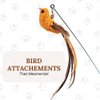 GADGETSOLOGY Cat Wand Toy Cat Toys for Bored Indoor Adult Cats Feather Cat Toy Wand 5 Pcs Natural Bird Feathers Stable Round Base Wand Cat Toys for Indoor Cats Hunting Toys for Cats