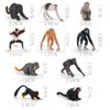 Fantarea Wild Life Jungle Animal Model Playsets 10 PCS Mini Monkey Figurines Proboscis Monkeys Japanese Macaques Marmosets Gibbons Lemurs Action Figure Toy for Child Kids Decor Gift