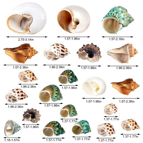 21PCS Hermit Crab Shells | Assorted Natural Sea Conch Size 1.3"-3.2" | Growth Turbo for Small to Medium and Large Crabs, Saltwater Hermit Crab Supplies and Sea Shell for Beach Decor