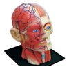 4D Vision Human Head Anatomy Model