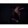 Reflective Dog Collar for Medium Dogs, Adjustable from 12-17 inches, Blue