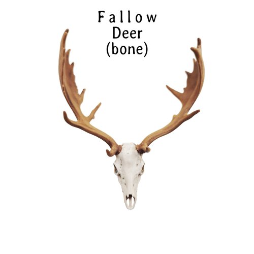 Fallow Deer skull with Antlers - 1:12 scale deer antlers skull for diorama, miniature horror, dollhouse decor, art supplies (1 skull) (Bone (hand painted), Cranium)