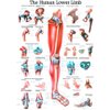 The Lower Extremity Laminated Anatomy Chart