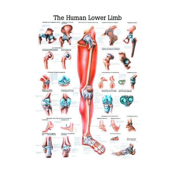 The Lower Extremity Laminated Anatomy Chart