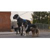 Strays (2023) - Unleashed Edition [DVD]