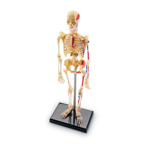 Learning Resources Skeleton Model, Miniature Model, Easy to Manipulate, 41-Piece Model, Ages 8+ Multi-color, 9.2 inches tall