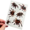 Kotbs 12 Sheets Spider Face Tattoos, Halloween Temporary Spider Decals for Kids and Adults - Realistic Halloween Makeup Stickers for Witch Costume and Party Favors