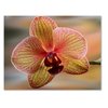 Small World Greetings Orchid Flower Note Cards 24 Count - Blank Inside with White Envelopes - A2 Size 5.5" x 4.25" - Floral Stationery - All Occasion Birthday, Thank You, and More