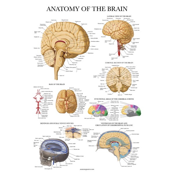 Palace Learning Brain Anatomy Poster - Laminated - Anatomical Chart of the Human Brain