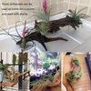 Tfwadmx 5PCS Aquarium Driftwood Branches Reptiles Trunk Driftwood Natural Wood Fish Tank Decoration Plant Stump Ornament Decor Assorted