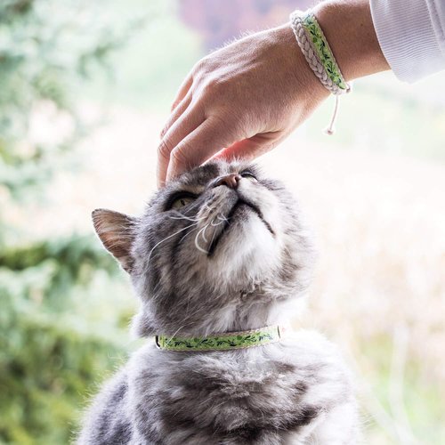 Pettsie Cat Collar Set, Breakaway Safe Buckle, Matching Friendship Bracelet, Pet-Friendly Carton Box for Kitty Lovers, Soft Cotton for Sensitive Skin, Easy Adjustable 7.5-11.5 Inches, Green