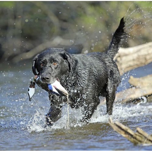 Banded Avery Sporting Dog EZ-Bird Wood Duck Training Dummy - 02032