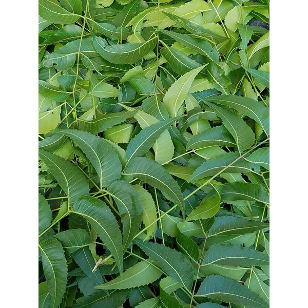 Fresh Neem Leaves, Azadirachta Indica, Margosa, from South Florida. (3 OZ)