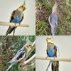 VANFAVORI Bird Harness with Buckle Clip and A Leash Rope,Easy to Wear Outdoor Flying Kit for Bird Parrots Cockatiel S Size Weight 85-105 Grams,Blue