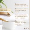 Dry Brushing Body Brush SCALA Natural Bristle Body Brush, Soft Body Exfoliating Brush Scrub for Dead Skin, Cellulite, Lymphatic Drainage, Blood Flow – Thicker & Stronger Medium Strength