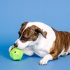 Fringe Studio "Having A Ball Lime Rubber Dog Toy, Pet Shop Collection (518022)