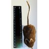 CoolCyberCats Big Buffalo Hair Mouse Refill/Attachment Cat Toy - Fits Wildcat and Popular Bird and Mouse Type Wands/Poles