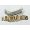 Picture Jasper Stone French Barrette Hair Clip 4" or 100 mm Length