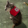 Registered Service Dog Vest - for Smaller Service Dogs (XX Small: 4-7 Pounds, Red) - Includes 5 Federal Law Cards