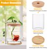 Betta Fish Tank - Mini Bowls for Beta Fish, Aquaponic Fish Tank Clear Hydroponic Plant Terrarium for Promoted Ecosphere Aquatic Ecosystem - 6.7" H * 4.7" D
