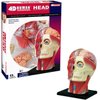 4D Vision Human Head Anatomy Model