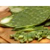 5 Spineless Fresh Edible Cactus Nopales Paddles Cutting
