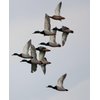 Primos Hunting 805 Duck Call, Easy Mallard Single Reed