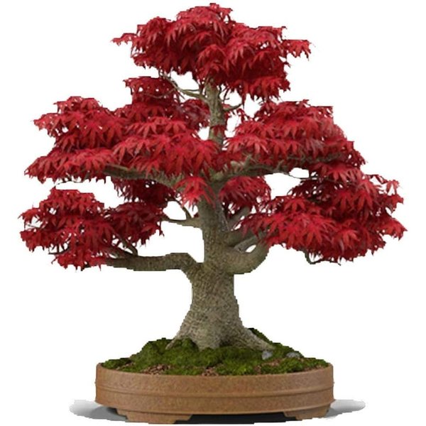 Japanese Red Maple Bonsai Tree Seeds | 30+ Seeds | Highly Prized for Bonsai, Japanese Maple Tree Seeds