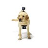 GoPro Fetch Dog Harness - Official GoPro Mount