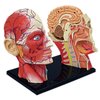 4D Vision Human Head Anatomy Model