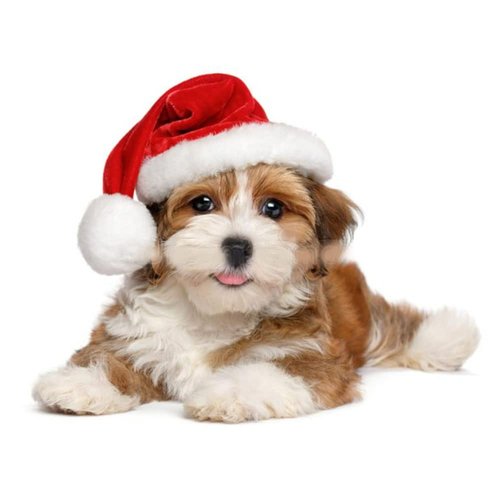 2Pcs Mini Dog Santa Hat for Dog Christmas Hat, Christmas Party Dressup(Red)