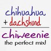CafePress Chiweenie Perfect Mix Dog T Shirt Dog T-Shirt, Pet Clothing, Funny Dog Costume